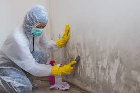 Best Basement Mold Removal  in Spanay, WA